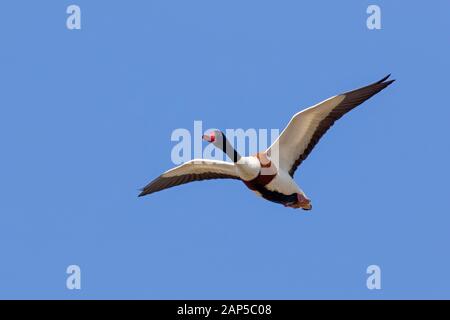 Gemeinsamen Brandgans (Tadorna Tadorna) männlichen im Flug gegen blauen Himmel Stockfoto