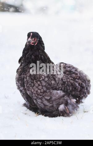 Freie Strecke blau Cochin oder Pekin henne Wandern im Hof während eines Schneesturms. Selektiver Fokus mit unscharfem Hintergrund. Stockfoto