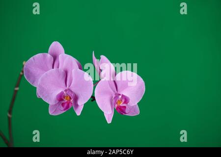 Violette Orchideen auf grünem Chroma-Schlüsselhintergrund. Nahaufnahme. Stockfoto