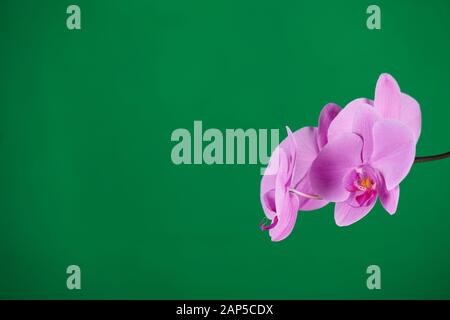 Violette Orchideen auf grünem Chroma-Schlüsselhintergrund. Nahaufnahme. Stockfoto