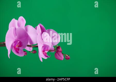 Violette Orchideen auf grünem Chroma-Schlüsselhintergrund. Nahaufnahme. Stockfoto