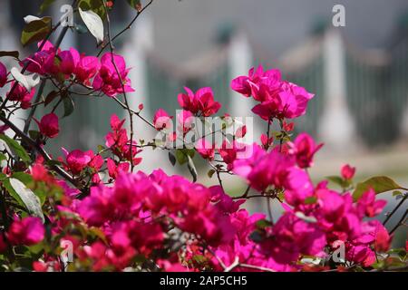 Bougainvillea wird im Allgemeinen als Kagoji-Blume oder Papierblume bezeichnet und ist in Indien bis Südamerika von Brasilien im Westen bis Peru und im Süden bis Argentinien heimisch. Stockfoto