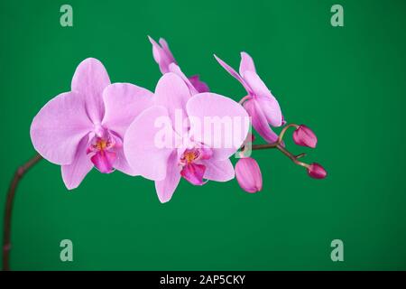 Violette Orchideen auf grünem Chroma-Schlüsselhintergrund. Nahaufnahme. Stockfoto