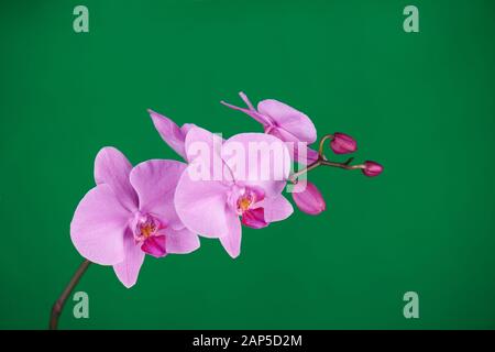 Violette Orchideen auf grünem Chroma-Schlüsselhintergrund. Nahaufnahme. Stockfoto