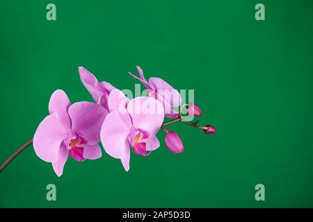 Violette Orchideen auf grünem Chroma-Schlüsselhintergrund. Nahaufnahme. Stockfoto