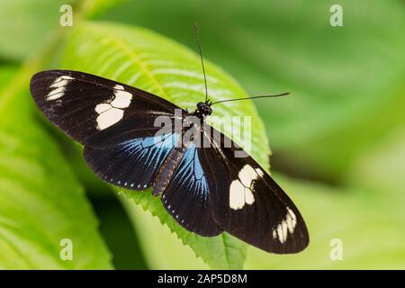 Doris Longwing - Laparus Doris, schöne farbige brushfoot Schmetterling aus Mittel- und Südamerika, Ecuador. Stockfoto