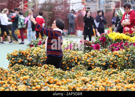 Hongkong, China. 21 Jan, 2020. Ein Kunde stellt für eine selfie in einem Blumenmarkt das Frühlingsfest im Victoria Park in Hongkong, Südchina, Jan. 21, 2020 zu begrüßen. Credit: Li Gang/Xinhua/Alamy leben Nachrichten Stockfoto