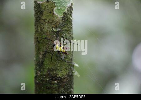 Spiky Spider auf den Baum in Ecuador Stockfoto