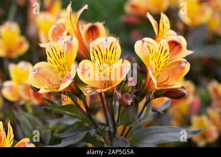 Alstroemeria Summer Paradise Summer Breeze Stockfoto