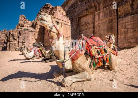 Nahaufnahme von Kamelen mit großen Augen bei Petra, Jordanien. Stockfoto