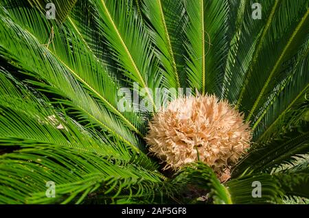 Weibliche Cycad Sago Palme, Cycas revoluta, auch bekannt als König Sago und japanische Sago Palme Stockfoto