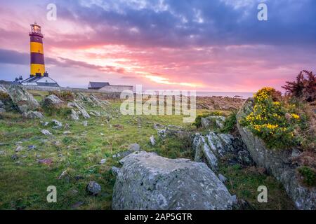 Fantastischer Sonnenaufgang am St. Johns Point Lighthouse im County Down, Nordirland. Felsen und Blumen an der Küste. Stockfoto