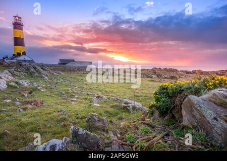 Fantastischer Sonnenaufgang am St. Johns Point Lighthouse im County Down, Nordirland. Felsen und Blumen an der Küste. Stockfoto