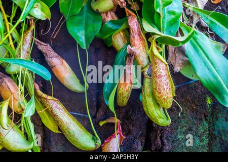 Becher einer Pitchpflanze mit Blättern in Nahaufnahme, Nephenes Specie, tropischen fleischfressenden Pflanzen Stockfoto