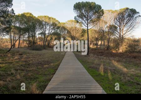 Holzstege, die zu Vogelhäuschen im Nationalpark Doñana, Besucherzentrum La Rocina, Huelva, Andalucia, Spanien führen. Stockfoto
