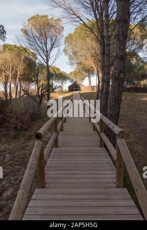 Holzstege, die zu Vogelhäuschen im Nationalpark Doñana, Besucherzentrum La Rocina, Huelva, Andalucia, Spanien führen. Stockfoto