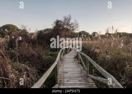 Holzstege mit Schilfbeeten, im Nationalpark Doñana, Besucherzentrum La Rocina, Huelva, Andalucia, Spanien. Stockfoto