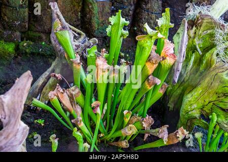 Sarracenia, beliebte Trompeten-Pichter-Pflanze im Gartenbau, tropische fleischfressende Spezie aus Nordamerika Stockfoto