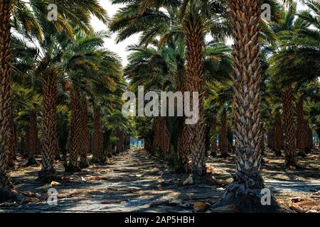 Anpflanzung von Palmen, Washingtonia filifera, Wüste fan Palm. Südliche Kalifornien USA Stockfoto