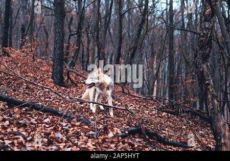 Tschechoslowakischer Wolfhund in wunderschöner Herbstnatur. Wolfhound. Stockfoto