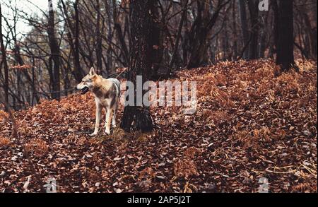 Tschechoslowakischer Wolfhund in wunderschöner Herbstnatur. Wolfhound. Stockfoto