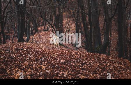 Tschechoslowakischer Wolfhund in wunderschöner Herbstnatur. Wolfhound. Stockfoto