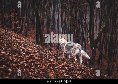 Tschechoslowakischer Wolfhund in wunderschöner Herbstnatur. Wolfhound. Stockfoto