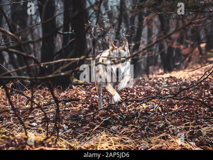 Tschechoslowakischer Wolfhund in wunderschöner Herbstnatur. Wolfhound. Stockfoto