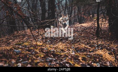 Tschechoslowakischer Wolfhund in wunderschöner Herbstnatur. Wolfhound. Stockfoto
