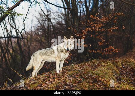 Tschechoslowakischer Wolfhund in wunderschöner Herbstnatur. Wolfhound. Stockfoto