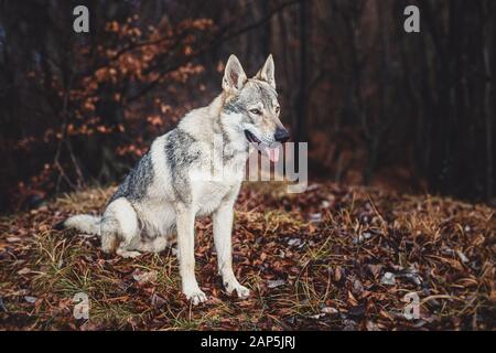 Tschechoslowakischer Wolfhund in wunderschöner Herbstnatur. Wolfhound. Stockfoto