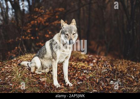 Tschechoslowakischer Wolfhund in wunderschöner Herbstnatur. Wolfhound. Stockfoto