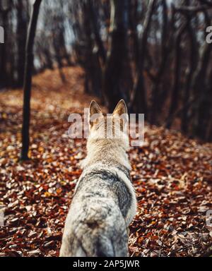 Tschechoslowakischer Wolfhund in wunderschöner Herbstnatur. Wolfhound. Stockfoto