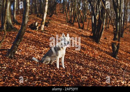 Tschechoslowakischer Wolfhund in wunderschöner Herbstnatur. Wolfhound. Stockfoto