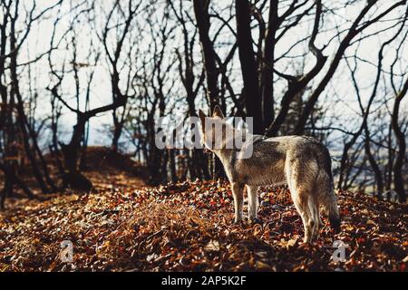 Tschechoslowakischer Wolfhund in wunderschöner Herbstnatur. Wolfhound. Stockfoto