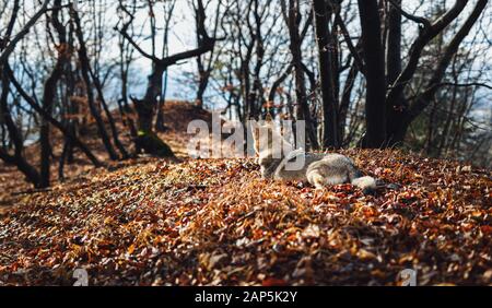 Tschechoslowakischer Wolfhund in wunderschöner Herbstnatur. Wolfhound. Stockfoto