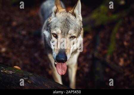 Tschechoslowakischer Wolfhund in wunderschöner Herbstnatur. Wolfhound. Stockfoto