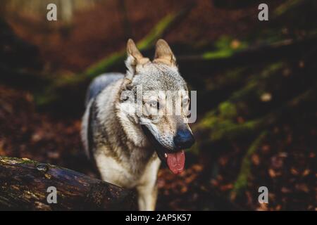 Tschechoslowakischer Wolfhund in wunderschöner Herbstnatur. Wolfhound. Stockfoto