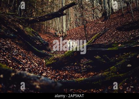 Tschechoslowakischer Wolfhund in wunderschöner Herbstnatur. Wolfhound. Stockfoto