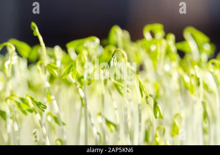 Le Puy grüne Linse Sprossen, Makro essen Foto. Vorderansicht des Austriebs französische grüne Linsen, auch genannt Puy-linsen. Grüne Keimlinge und Jungpflanzen Stockfoto
