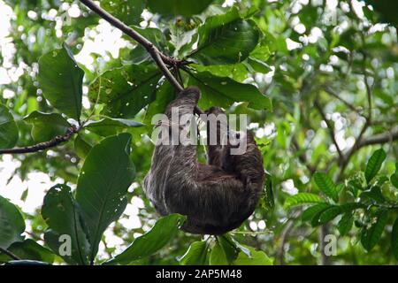 Hängende Trägheit in Costa Rica Tierwelt Stockfoto