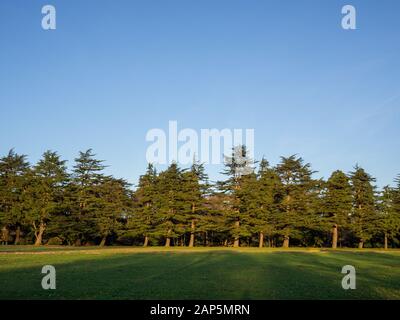 Baumreihe im Wald gegen einen klaren blauen Himmel in einem Park Stockfoto