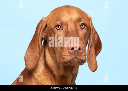 Süße Ungarische Vizsla Hund studio Portrait. Hund suchen in die Kamera headshot über pastell-blaue Hintergrund. Stockfoto