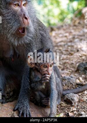 Pusuk Monkey Forest, Affen, Insel Lombok, Indonesien, Asien Stockfoto