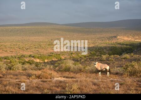 Ein Gemsbok auf den afrikanischen Ebenen am Morgen Stockfoto