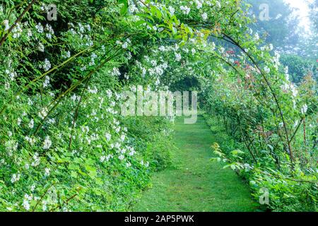 Frankreich, Indre et Loire, Loire Anjou Touraine Regionalen Naturpark, Lemere, Chateau du Rivau Gärten, Jardin des Senteurs, Rose's ander Weiß' tunne Stockfoto