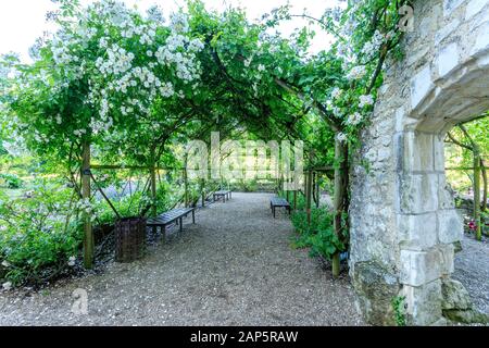 Frankreich, Indre et Loire, Loire Anjou Touraine Regionalen Naturpark, Lemere, Chateau du Rivau Gärten, Innenhof Schloss, Pergola mit Rosen'Ch abgedeckt Stockfoto