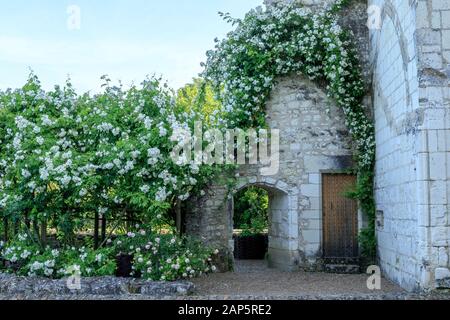 Frankreich, Indre et Loire, Loire Anjou Touraine Regionalen Naturpark, Lemere, Chateau du Rivau Gärten, Innenhof Schloss, Pergola mit Rosen'Ch abgedeckt Stockfoto