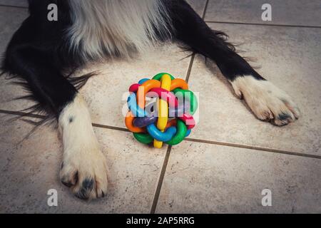 Nahaufnahme von Hundepfoten und farbenfrohem Spielzeug auf dem Boden. Gummikugel zum Schärfen der Zähne. Gehorsames Haustier bereit, mit seinem Meister Spiele zu spielen. Stockfoto