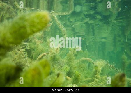 Unterwasser Flora. Unterwasser Pflanzen Flüsse, Seen, Teich Stockfoto